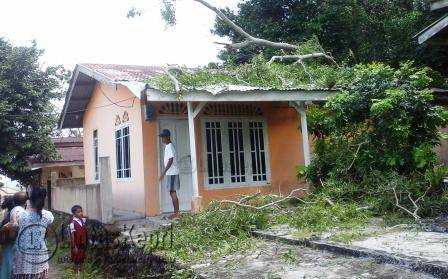 Penyebab dan Dampak Rumah Tertimpa Pohon, Pencegahan